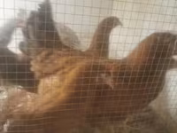 Chickens — foto 3