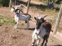 बकरियाँ (लॉट, लिंग निर्दिष्ट नहीं), बकरियाँ — फ़ोटो 2