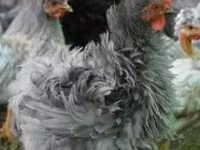 Pékin Bantam — photo 3