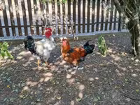 Chickens — फ़ोटो 1