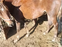 Mare, French Trotter — photo 1