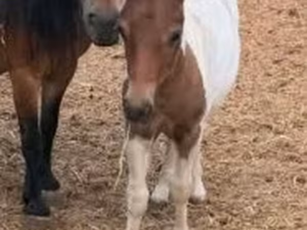 Caballo, Caballos