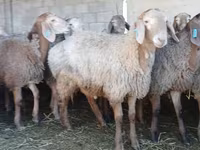 Carneiro, Arashan sheep — foto 5