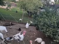 Turkeys — photo 2
