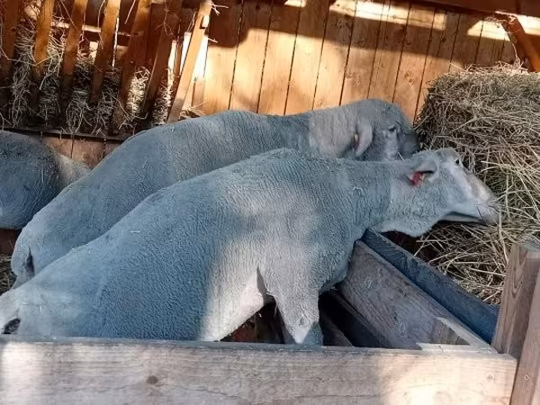 公羊, Merino sheep