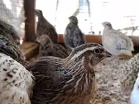 Quails — photo 1