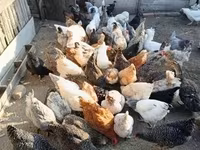 Chickens — Foto 3
