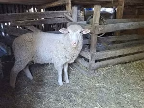 Kos, Ile-de-France sheep — Magyarország