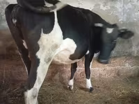 بقرة, Russian Black pied cattle — الصورة 1