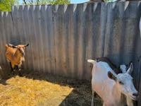 Goat, Goats — photo 1