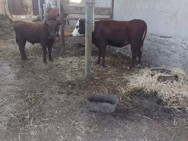 母牛, Cattle