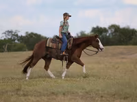 Cheval, Quarter Horse — photo 4