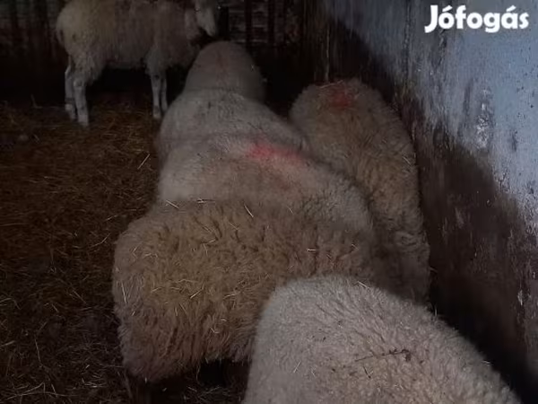 Juh, Juhok — Magyarország