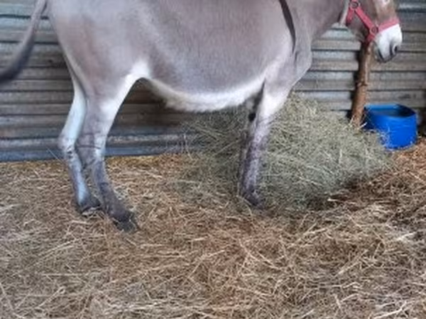 Hengst, Pferde