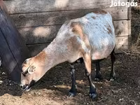 Oveja, Cameroon sheep — foto 7