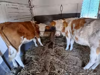 母牛, Simmental cattle — 照片 1