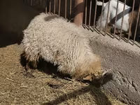 母猪, Вьетнамская вислобрюхая — 照片 4
