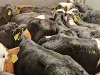 Bydło (partia, płeć nieokreślona), Simmental cattle — zdjęcie 6