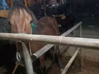 Stute, Budyonny horse — Foto 7