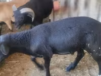 Ziegenbock, Ziegen — Foto 2