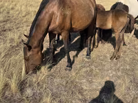 Klisna, Kazakh horse — foto 6