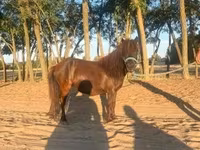 Mare, Horses — photo 2