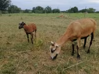 भेड़, Cameroon sheep — फ़ोटो 3