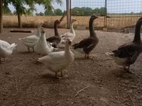 Geese — foto 2