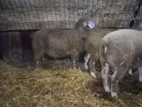 公羊, Ile-de-France sheep