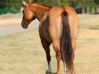 Kanca, Quarter Horse — 7. fotó