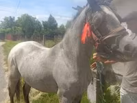 Caballo, Caballos — foto 1