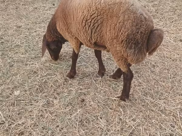 Ovejas (lote, sexo no especificado), Ovejas