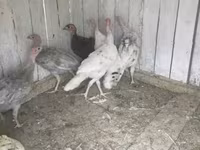 Turkeys — zdjęcie 3