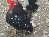 Chickens — الصورة 3