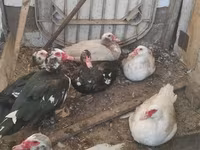 Ducks — foto 2