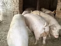 公猪, Pigs — 照片 1