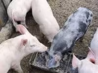 Sow, Pigs — photo 2