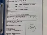 Klisna, Arabian horse — foto 6