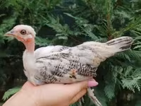 Guinea fowl — foto 1