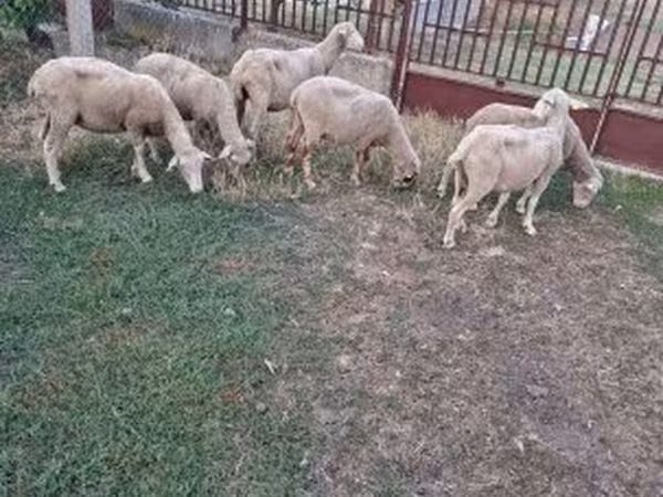 Oveja, Ovejas — Hungría