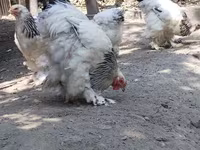 Chickens — zdjęcie 3