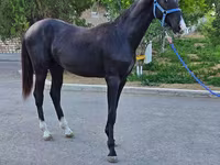 Hing, Akhal-Teke — 6. fotó