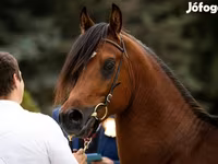 Hing, Arabian horse — 1. fotó
