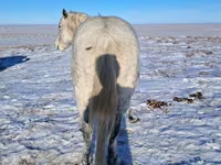 Horse (M), Alter Real — photo 6
