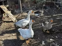 Geese — photo 1