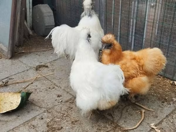 Silkie