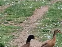 إنديان رانر — الصورة 6