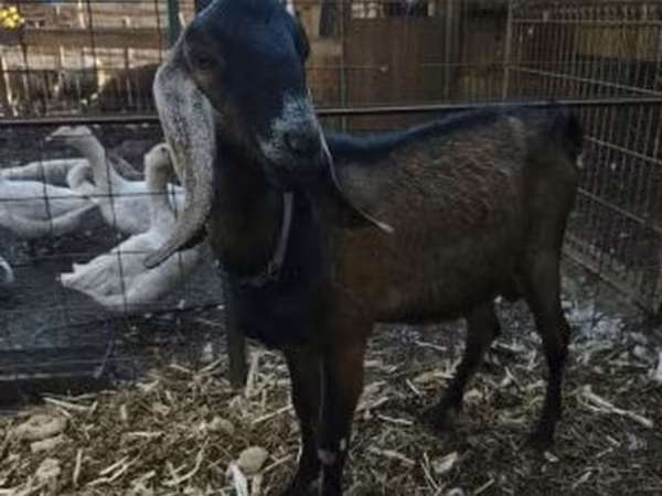 Nőstény kecske, Nubian Goat