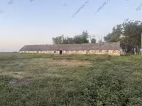 Krava, Bukovinský průmyslový typ červenobílé ukrajinské krávy — foto 8