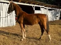 Égua, Dutch warmblood horse — foto 3